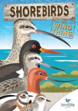 Thumbnail - Shorebirds : The Wing Thing