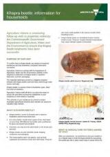 Thumbnail - Khapra beetle : information for households.