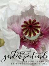 Thumbnail - Garden postcards : a flowery offering from Fairy Wren Cottage