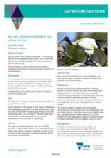 Thumbnail - Australian white ibis : our wildlife fact sheet.