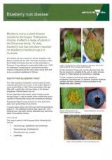 Thumbnail - Blueberry rust disease : Thekopsora minima.