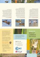 Thumbnail - Common birds of Canberra wetlands.