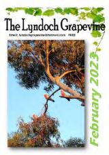 Thumbnail - The Lyndoch grapevine.