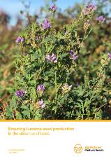 Thumbnail - Ensuring Lucerne seed production in the absence of bees