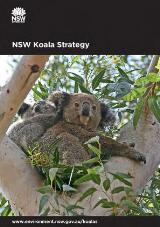 Thumbnail - NSW Koala strategy.