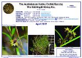 Thumbnail - The Australian Native Orchid Society, Waringah Group Inc. [bulletin]