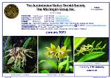 Thumbnail - The Australian Native Orchid Society, Waringah Group Inc. [bulletin]
