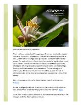 Thumbnail - dOWNtime : OWN NSW Newsletter.