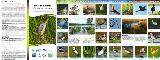 Thumbnail - Wetland birds of north east Victoria :  an identification and habitat management guide.