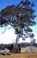 Thumbnail - Forests and Bushfire History of Victoria. : A Compilation of Short Stories. Series 5.