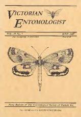 Thumbnail - Victorian entomologist.