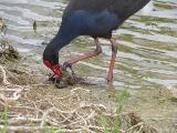 Thumbnail - Australian field ornithology.